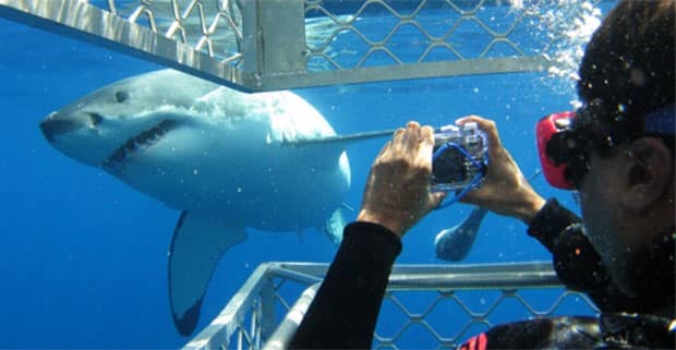 WSP shark cahe diving