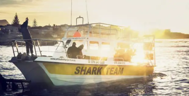 White Shark Projects Boat