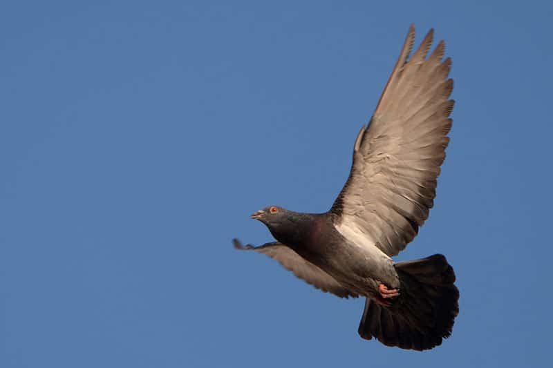 image of a pigeon frozen in flight