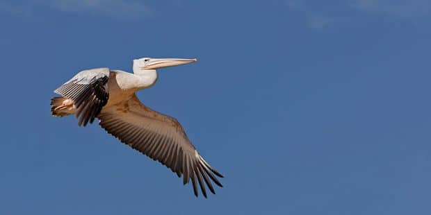 a pelican in flight against a blue sky