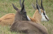 Springbok at Wild Clover Farm