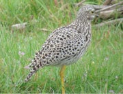 Spotted Thick-knee fowl at Wild Clover Farm