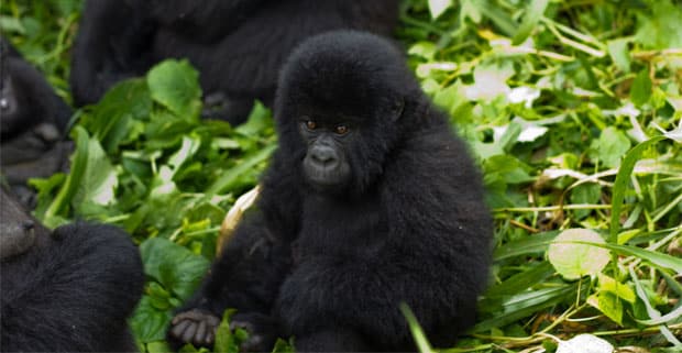 a baby gorilla