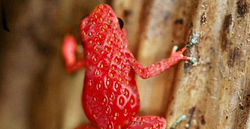 Strawberry Frog April Fool