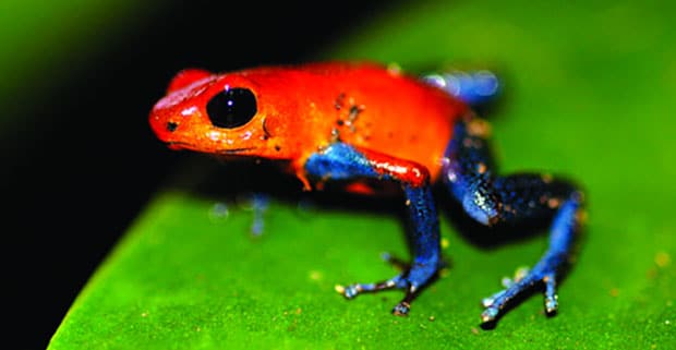 Strawberry Poison Dart Frog