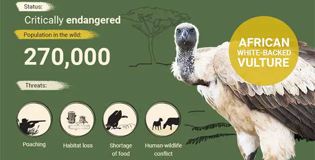 Africa Endangered Species