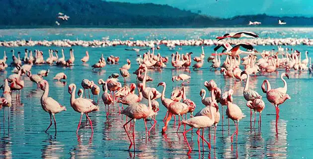 Top Tourist Attractions in Kenya