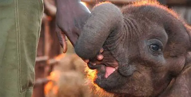 Wild Horizons Stops Elephant back Safaris