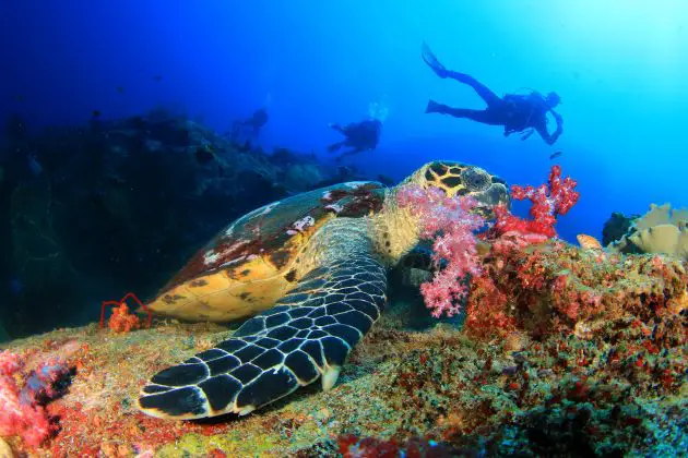 Anantara Mozambique Diving Underwater Turtle e1525856508457
