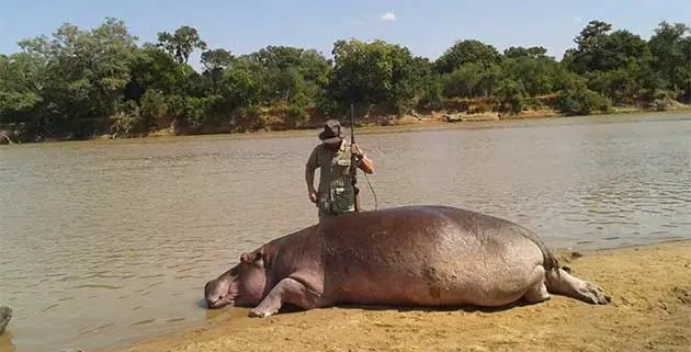 Stop Mass Hippo Culling in Zambia