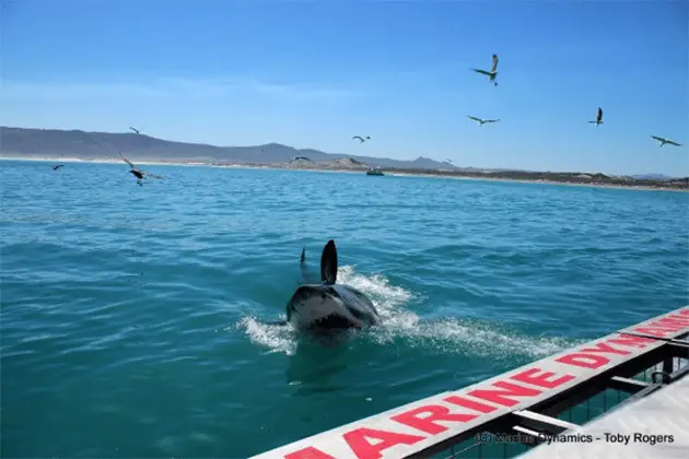 Marine Guide Training School Launched in Gansbaai