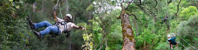 Zip line adventure activity