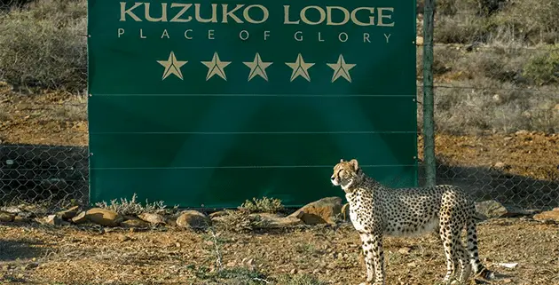 Kuzuko Cheetah Release