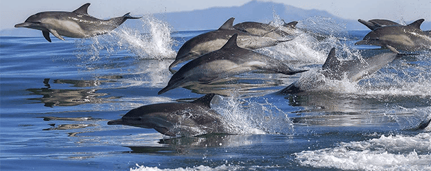 Komodo Cruise Dolphin Pod