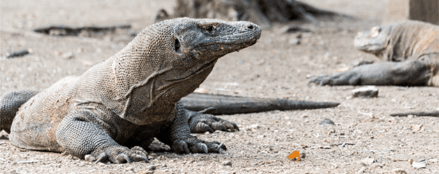 Komodo Island Dragons