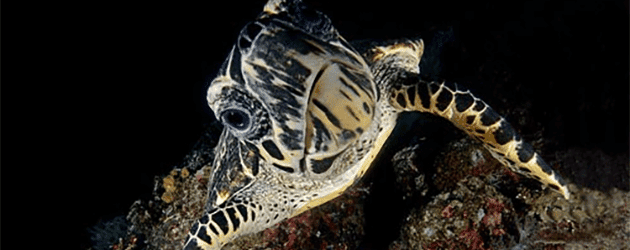 Komodo Night Dive Turtle