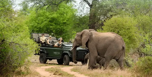 Timbavat Game Drive Elephant