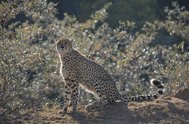 Cheetah at Samara Private Game Reserve