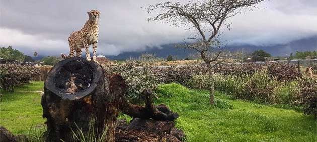 Ashia Cheetah in enclosure