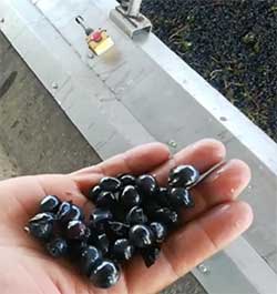 Hand holding Shiraz grapes at Durbanville Hills Winery