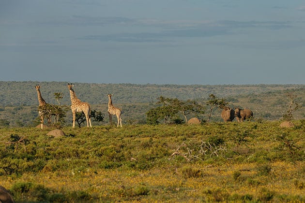 Giraffe with rhino at Buffalo Kloof Private Game Reserve