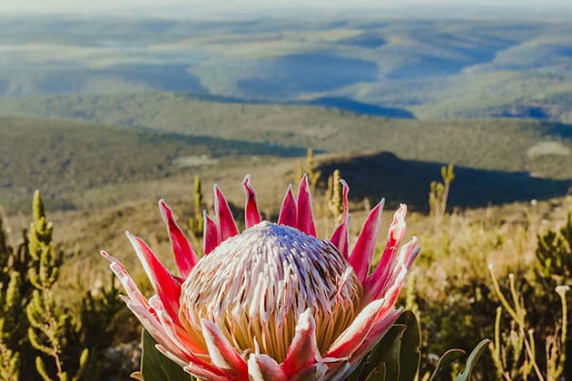 Protea flower at Buffalo Kloof Private Game Reserve