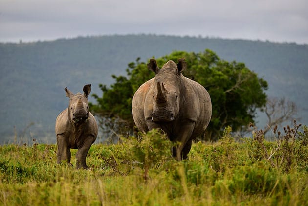 Buffalo Kloof Rhino