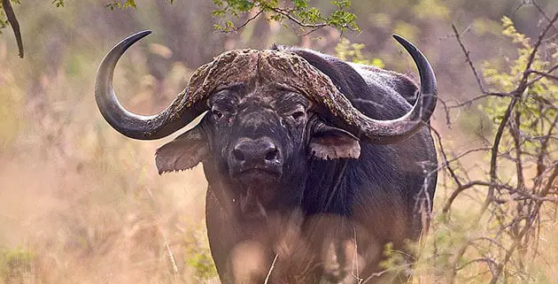 Buffalo Kloof Thabo Header