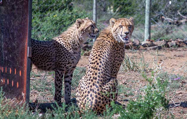 Two cheetah cubs in a holding boma at Kuzuko