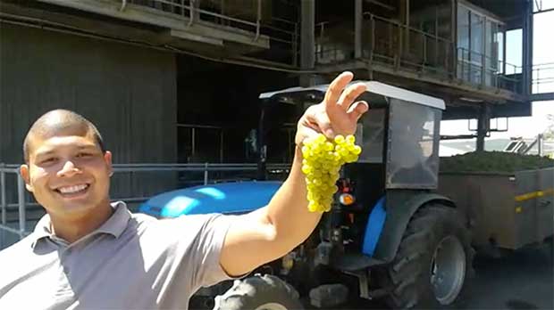 Durbanville Hills tour guide holding a bunch of grapes
