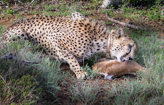 Cheetah Jasmin on her first kill