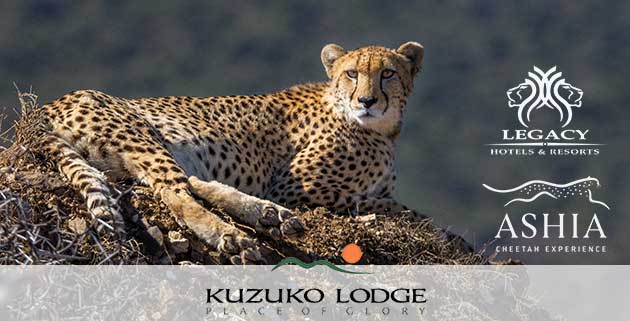Kuzuko Lodge Cheetah Header
