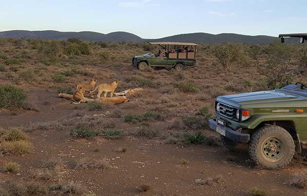 Lioness pride with cubs at Kuzuko