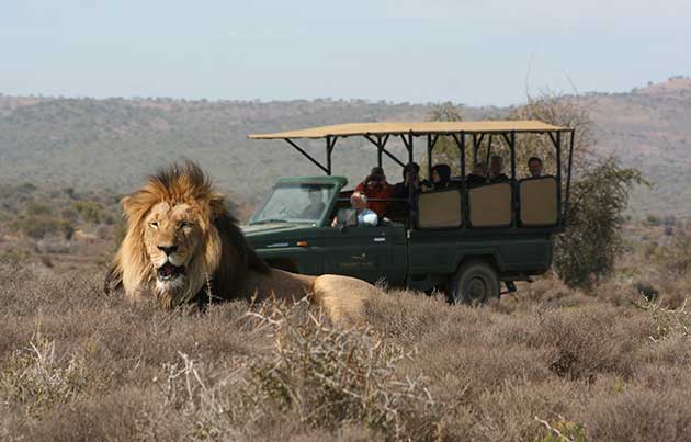 Male lion at Kuzuko