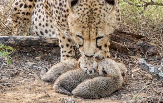 Kuzuko cheetah mother Jasmin cleaning her cubs