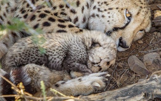 Kuzuko Cheetah Cubs Sleeping