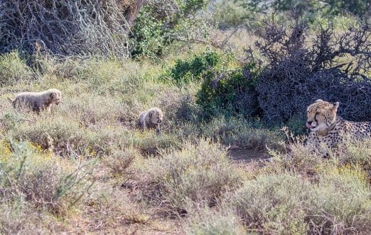 Kuzuko cheetah mother walking with her cubs