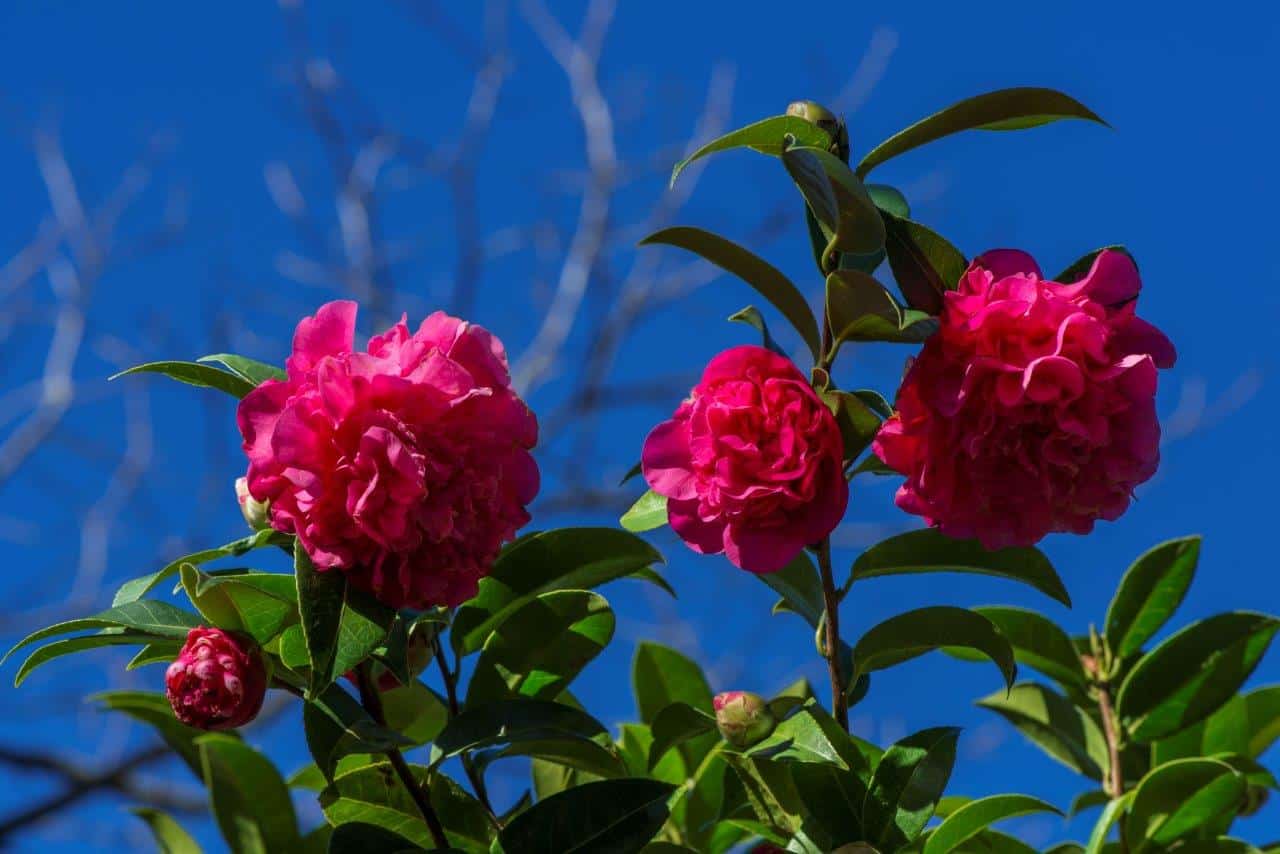 Camellia 4 Camellia Japonica Will Debbie