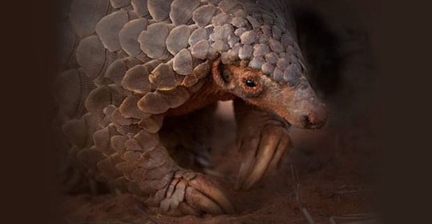 Eye of the Pangolin