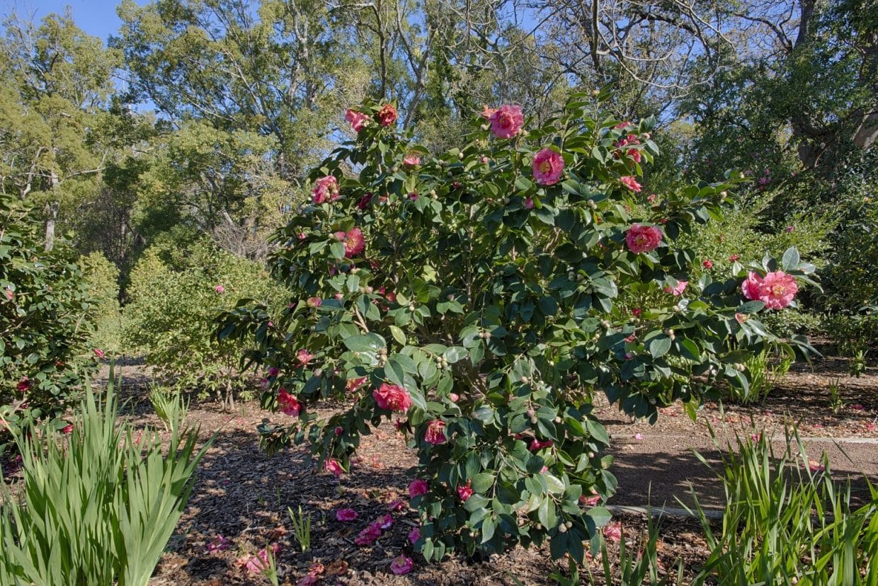 Camellia garden