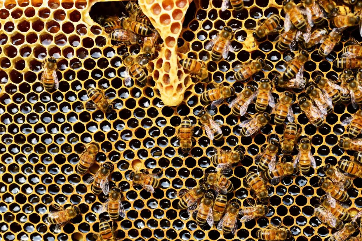 World Bee Day 2019 Hive