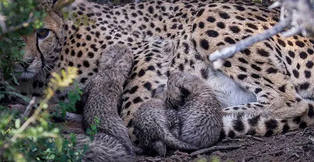 Kuzuko Cheetah second litter of cubs