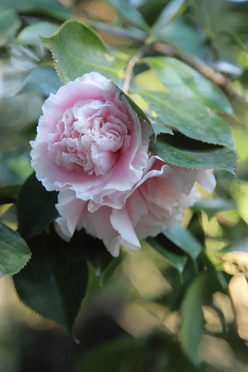 Camellia 3