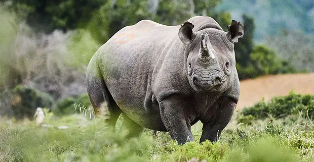 Black Rhino image by Micky Wiswedel