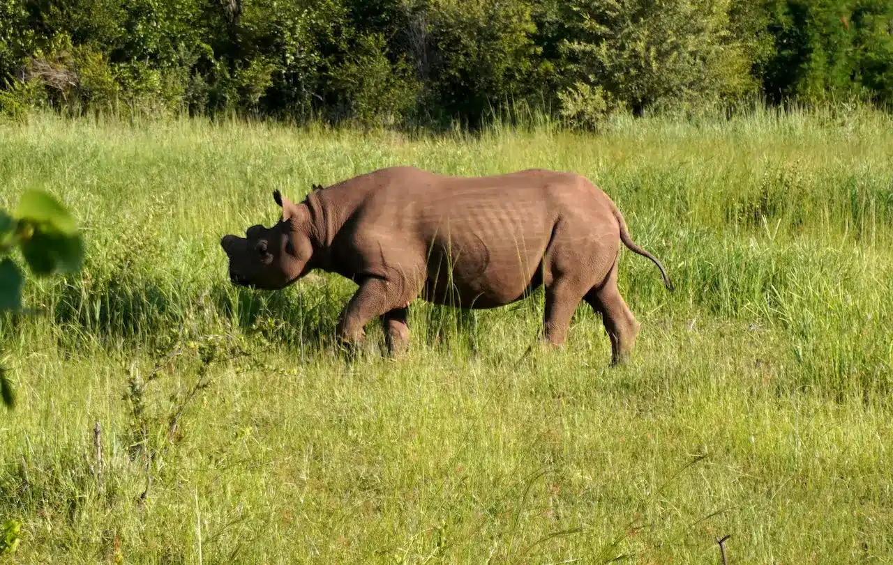 Black Rhino in Victoria Falls National Park