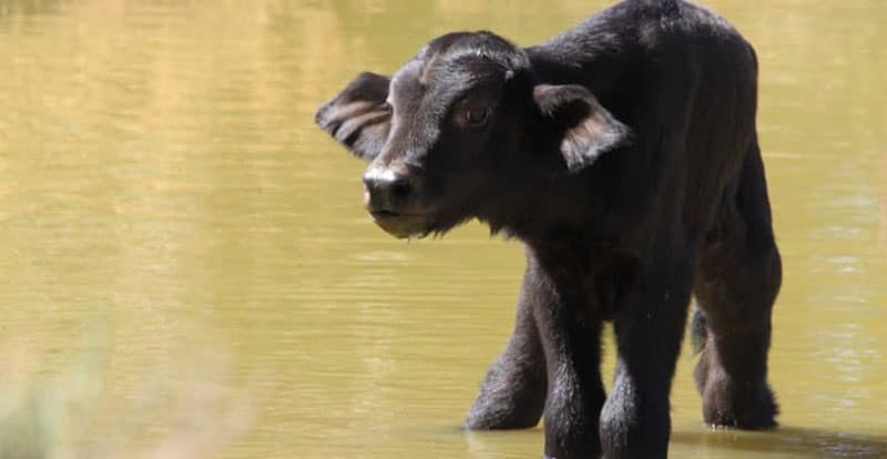 Inverdoorn Buffalo Calf