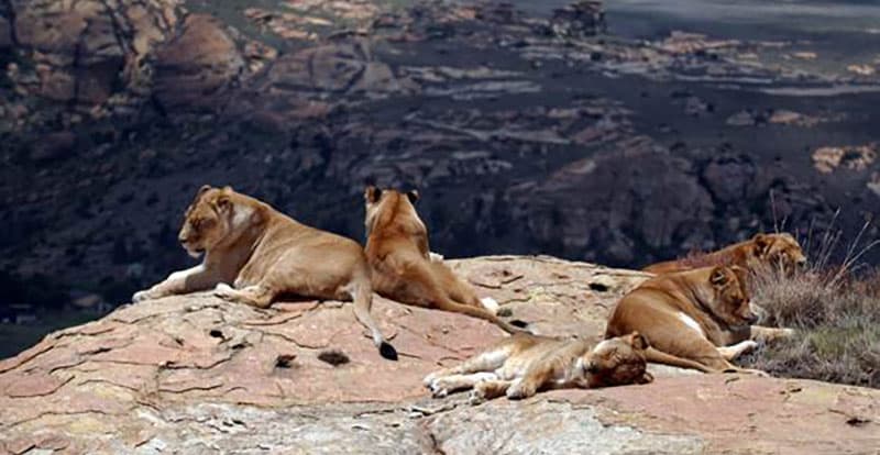 Lion Trade Threatens South African Tourism Industry