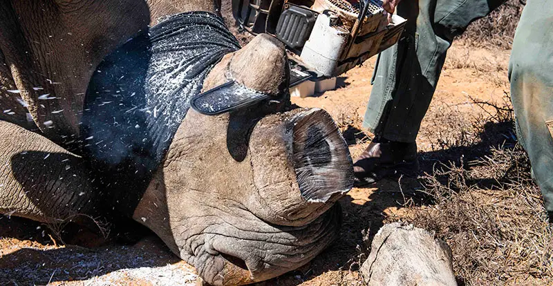 Mount Camdeboo White rhino being dehorned