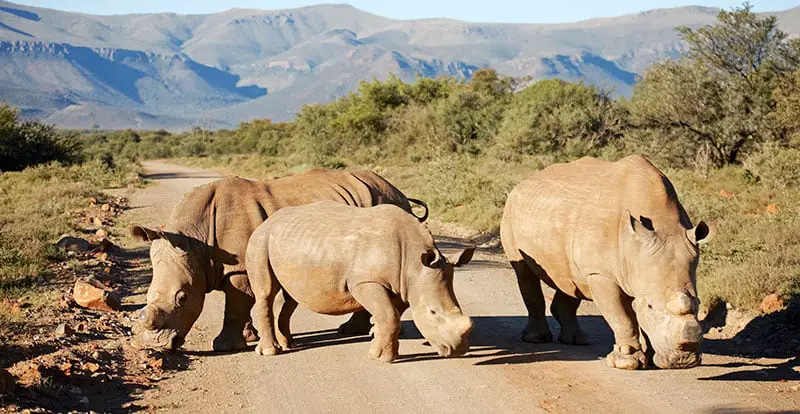 Mount Camdeboo white rhino dehorned