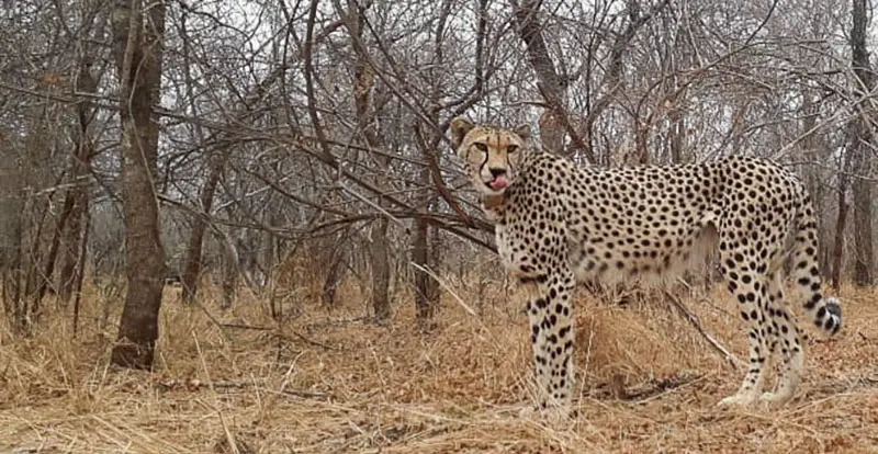 Cheetah Jasmin at Makutsi